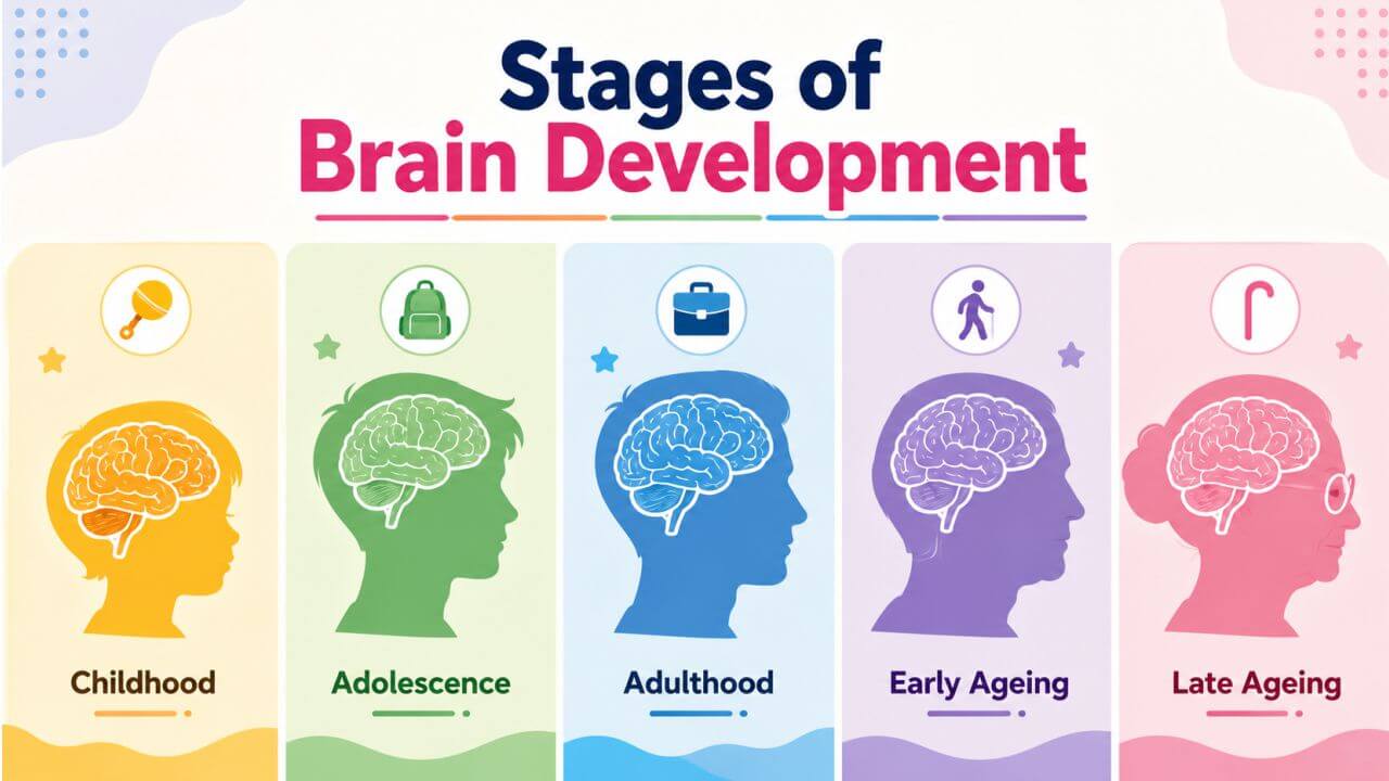 Why Education Matters for Brain Development in Early Childhood? Stages of Brain Development